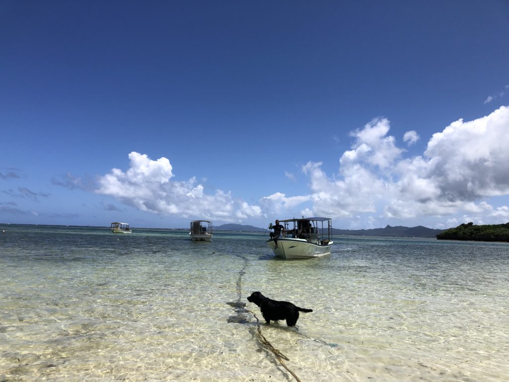 くぅーだよりno8 陸日記 石垣島の犬生活 Purity Diving Service ピュアティ石垣島ダイビングサービス